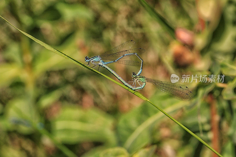 jouvencelle agrion (Coenagrion puella)交配